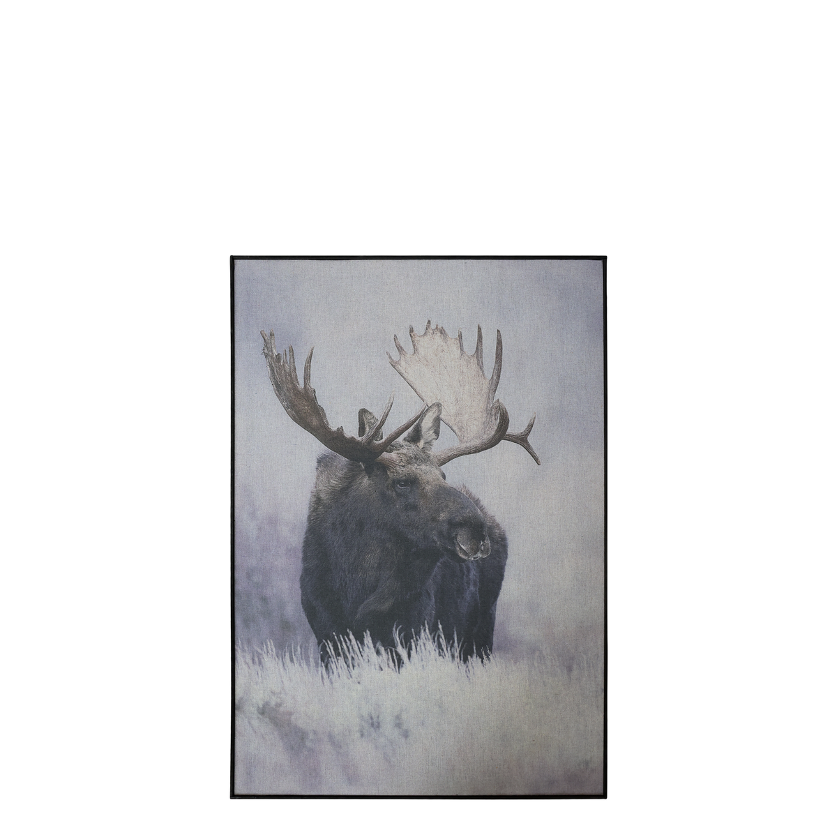 Picture w. moose & black frame H77/L53/W2 cm nature