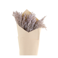 Fleur dried Pampas Grass H75 cm nature in brown paper