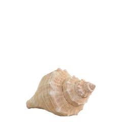 Conch H8.5/L14/W7.5 cm antique nature