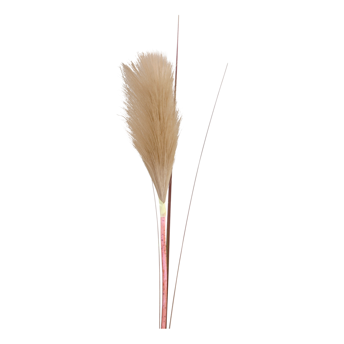 Fleur Pampas Grass H76 cm nature