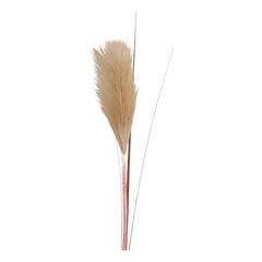 Fleur Pampas Grass H76 cm nature