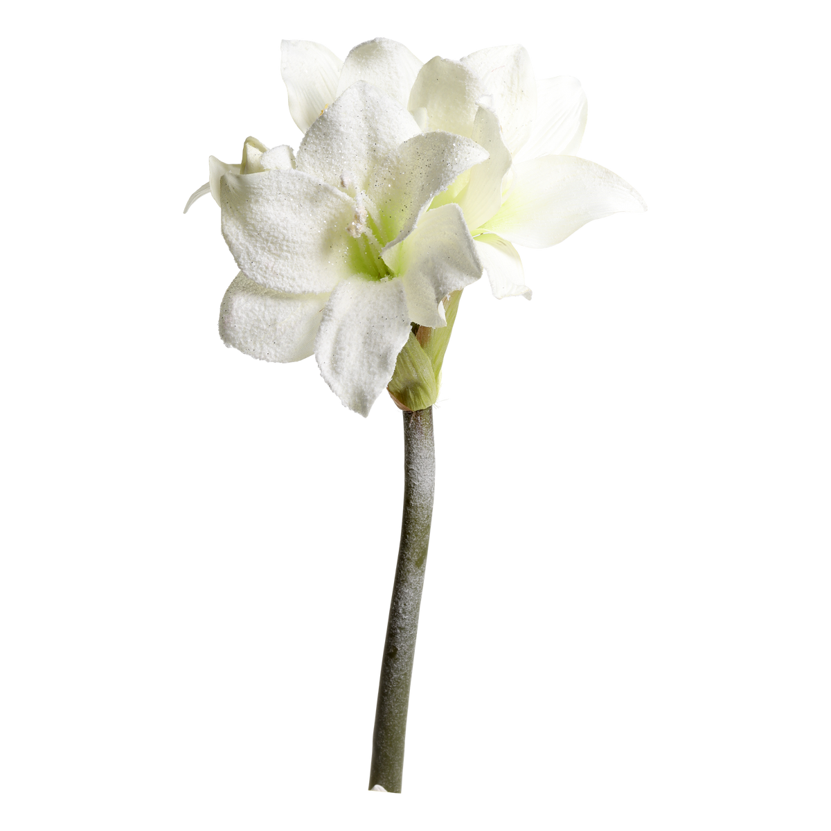 Fleur Amaryllis w. snow & glitter L64 cm cream