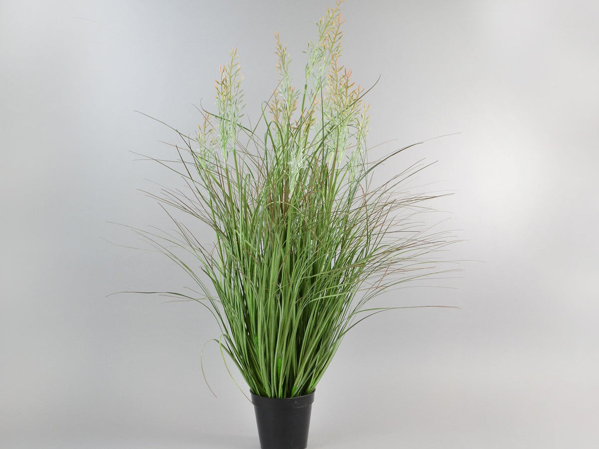 Onion grass x15 in black pot 89cm green-cream