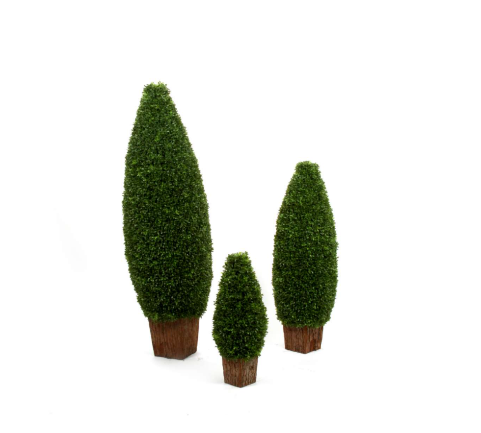 Buchsbaum Zapfenform , 60cm,grun